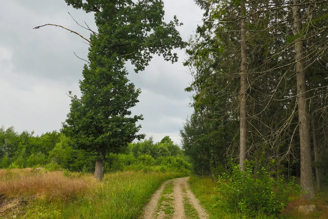forrest, road, landscape