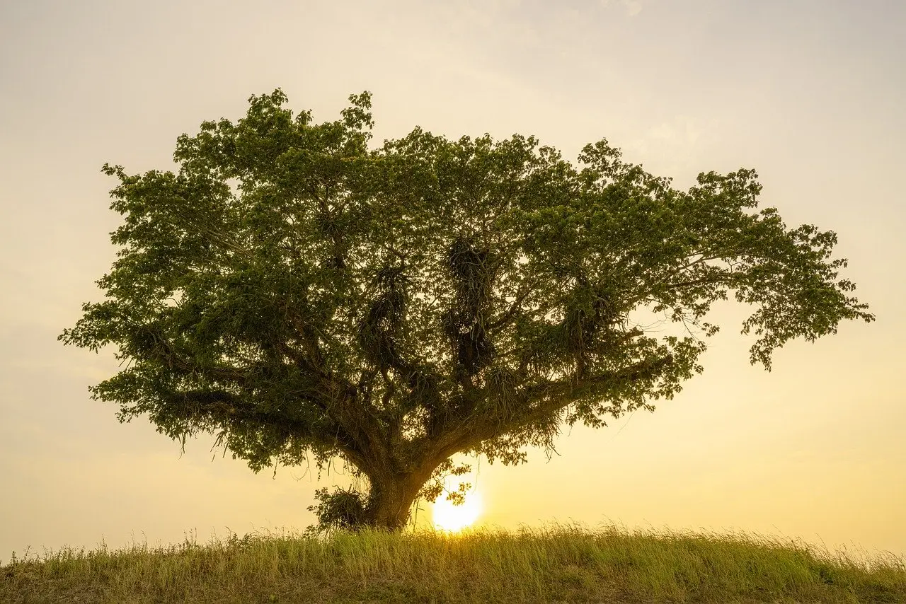tree, alone, hill