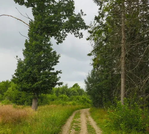forrest, road, landscape