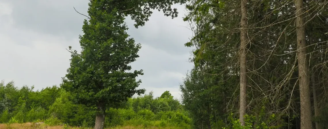 forrest, road, landscape