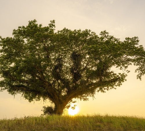 tree, alone, hill